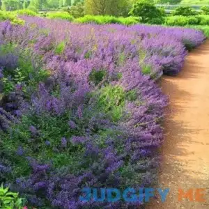Brighter Blooms Walker's Low Nepeta Catmint Plant