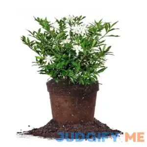 Frost Proof Gardenia Shrub