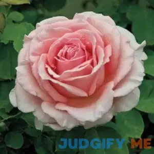 Pearly Gates Dormant Bare Root Climbing Rose