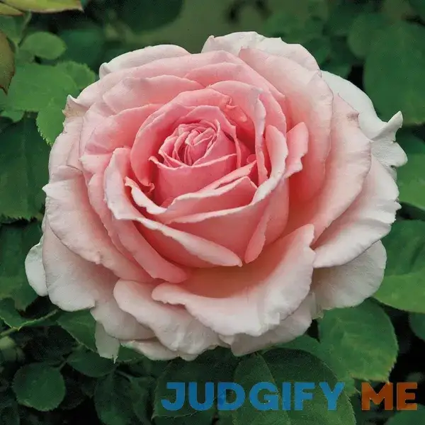 Pearly Gates Dormant Bare Root Climbing Rose Pearly Gates Dormant Bare Root Climbing Rose