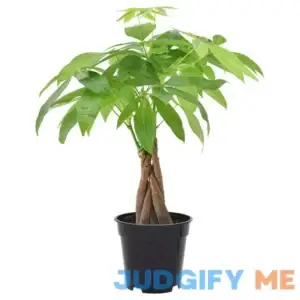 Arcadia Garden Products Money Tree Live Indoor Plant in 4 in. Plastic Grower Pot ***Cannot Ship to Hawaii***