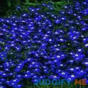 200 Electric Blue & White Half Moon Lobelia Erinus Flower Seeds