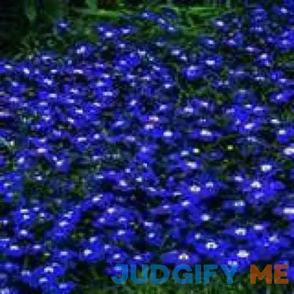 200 Electric Blue & White Half Moon Lobelia Erinus Flower Seeds 200 Electric Blue & White Half Moon Lobelia Erinus Flower Seeds