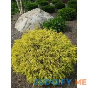 1 Gal. Kings Gold Threadbranch Cypress Shrub Brings Rich