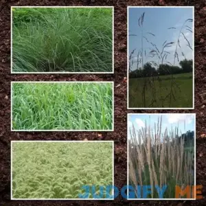 Northeast Native Grass Seed Mix