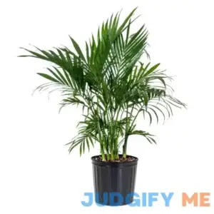 United Nursery Cat Palm Chamaedorea cataractarum Plant in 9.25 inch Grower Pot