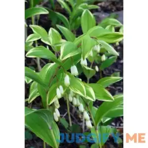 Solomon's Seal Plant Buy 1 Get 1 Free