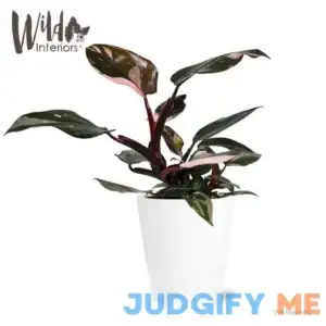 Wild Interiors Live Plant Tall Pink Princess Philodendron in 5 inch Ceramic Pot