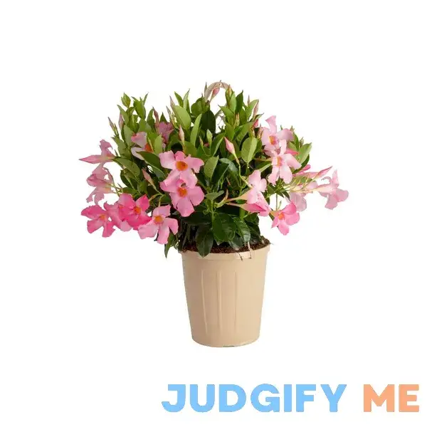 Island Blooms Live Indoor 20in. Tall Mandevilla Plant in 10in Hanging Basket Island Blooms Live Indoor 20in. Tall Mandevilla Plant in 10in Hanging Basket