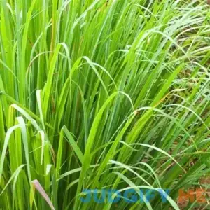 Lemon Grass Plant