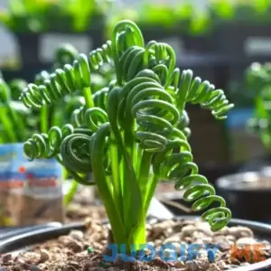 Frizzle Sizzle Albuca Plant Live in 3 Inc Pot