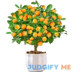 Calamondin Citrus - Granulated Orange - Tangerine - Sugar Orange Plant Seedlings - Fast Growing and Low-Maintenance Fruit Plant for Yards and Home