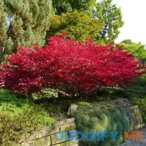 Burning Bush