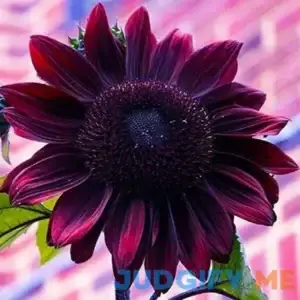 50pcs Purple Chocolate Cherry Sunflower Seeds for Planting 50 Non-GMO Heirloom Seeds