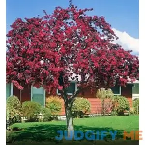 Prairifire Flowering Crabapple - Arbor Day Foundation