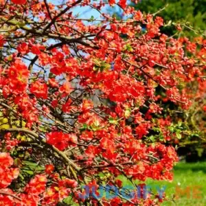 Flowering Quince