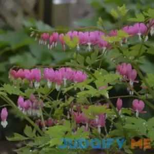 Bleeding Heart | One Quart