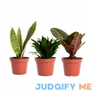 Air Purifying Trio Collection