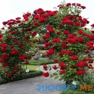 10 Red Climbing Rose Seeds Flower Bush Perennial Shrub Flowers Seed for Planting Outdoor