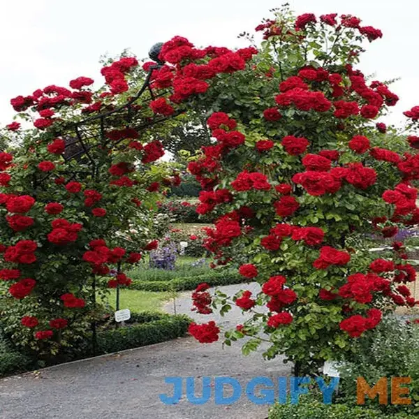10 Red Climbing Rose Seeds Flower Bush Perennial Shrub Flowers Seed for Planting Outdoor 10 Red Climbing Rose Seeds Flower Bush Perennial Shrub Flowers Seed for Planting Outdoor