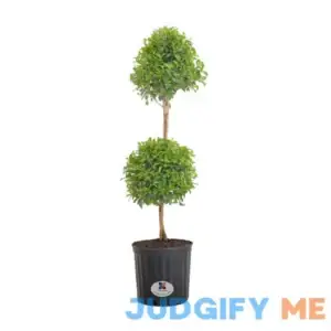 United Nursery Eugenia Topiary Live Plant Grower Pot