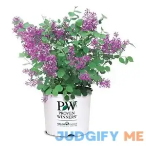 Lilac Reblooming Bloomerang 'Dark Purple