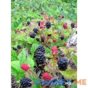 25 Trailing Blackberry Pacific Rubus Ursinus Vining Shrub Fruit Berry Seeds