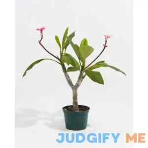 Plumeria Tree For Sale Including Care Guide & Growing Tips Medium