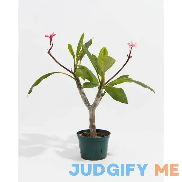Plumeria Tree For Sale Including Care Guide & Growing Tips Medium Plumeria Tree For Sale Including Care Guide & Growing Tips Medium