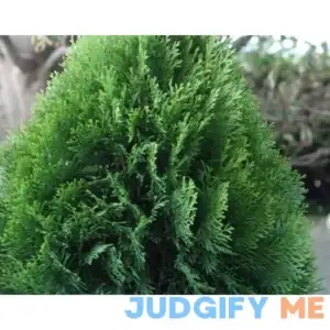 397045 Eg Thuja Emerald