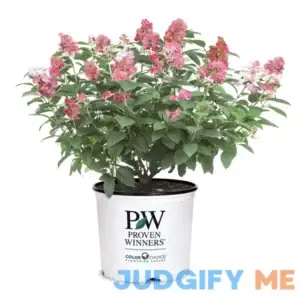 Proven Winners 2 Gal. Little Quick Fire Hydrangea Shrub