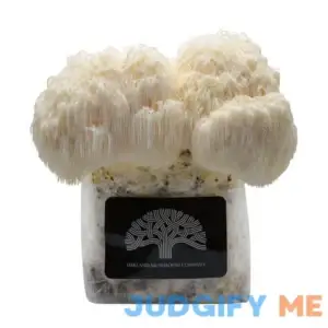 Lion's Mane Mushroom Grow Kit by Oakland Mushroom Co