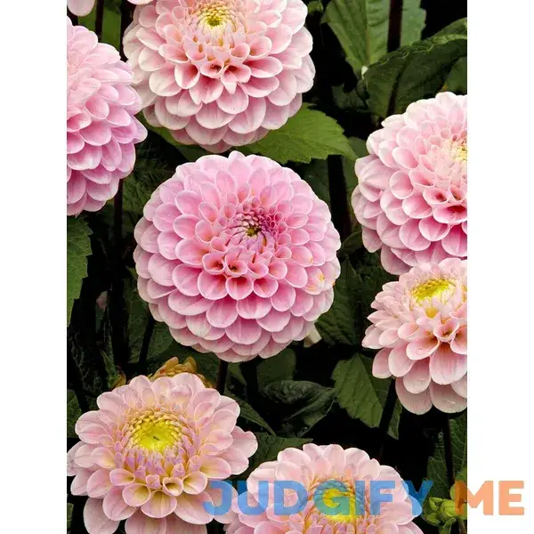 Dahlia Wizard Of Oz Bulbs - Plants by Bluestone Perennials Dahlia Wizard Of Oz Bulbs - Plants by Bluestone Perennials