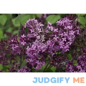Proven Winners Bloomerang Dark Purple Reblooming Lilac Live Shrub