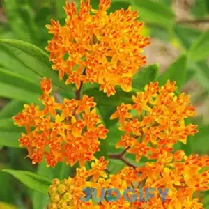 Butterfly Weed Flower