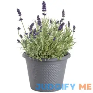 Bonnie Plants Lavender