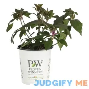 Proven Winners Pearl Glam Beautyberry Live Shrub