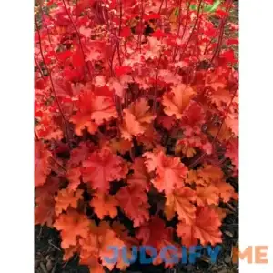 Heuchera Peach Crisp Perennial Plant by Bluestone Perennials