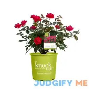 Red Double Knock Out Rose