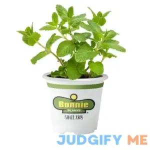 4-Gallon Organic Combo Snapdragons