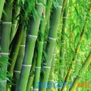 300+ Giant Green Bamboo Seeds for Fast Growing - Privacy Screen Good for Environment Fresh Garden Seeds