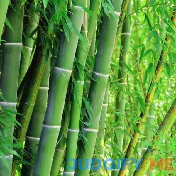 300+ Giant Green Bamboo Seeds for Fast Growing - Privacy Screen Good for Environment Fresh Garden Seeds 300+ Giant Green Bamboo Seeds for Fast Growing - Privacy Screen Good for Environment Fresh Garden Seeds
