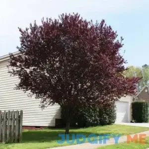 Krauter Vesuvius Flowering Plum Tree