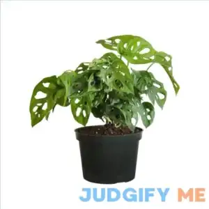 Monstera adansonii Swiss Cheese Vine Live Plant in 6 inch Pot