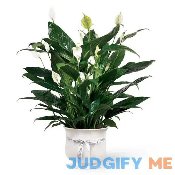 The Comfort Planter The Comfort Planter