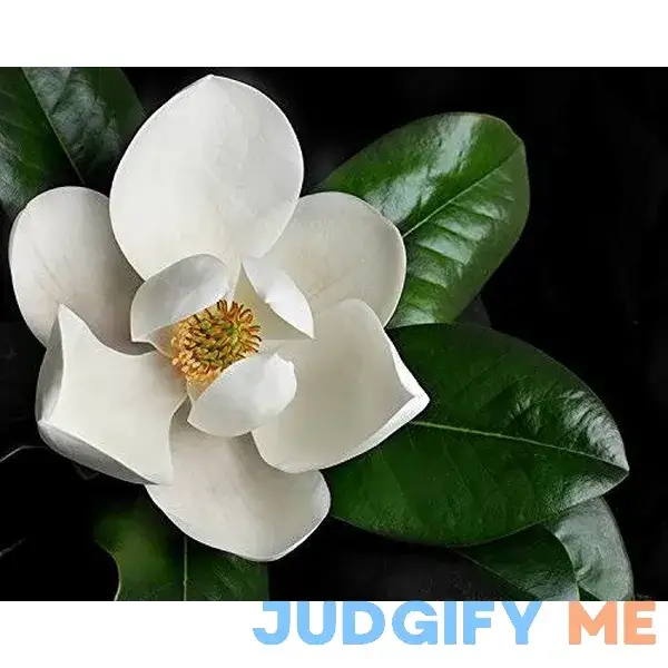 Magnolia grandiflora - Southern Magnolia Tree in 2.5 inch Pot - Starter Plant Magnolia grandiflora - Southern Magnolia Tree in 2.5 inch Pot - Starter Plant