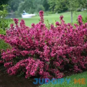 Sonic Bloom Pink Weigela | One Quart