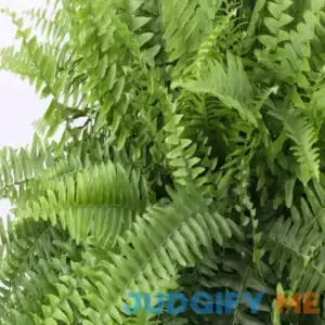 Expert Gardener Live Indoor 20in. Tall Boston Fern Plant in 10in. Grower's pot