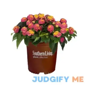2.6 Qt. Hot Pink Little Lucky Lantana Plant with Pink and Yellow Blooms