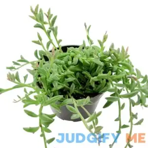String of Dolphins in 4 inch Nursery Planter Live Succulent Plant Fully Rooted in Pots with Soil